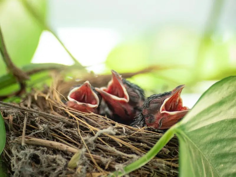 Do Mom Birds Feed if They Fall Out of the Nest