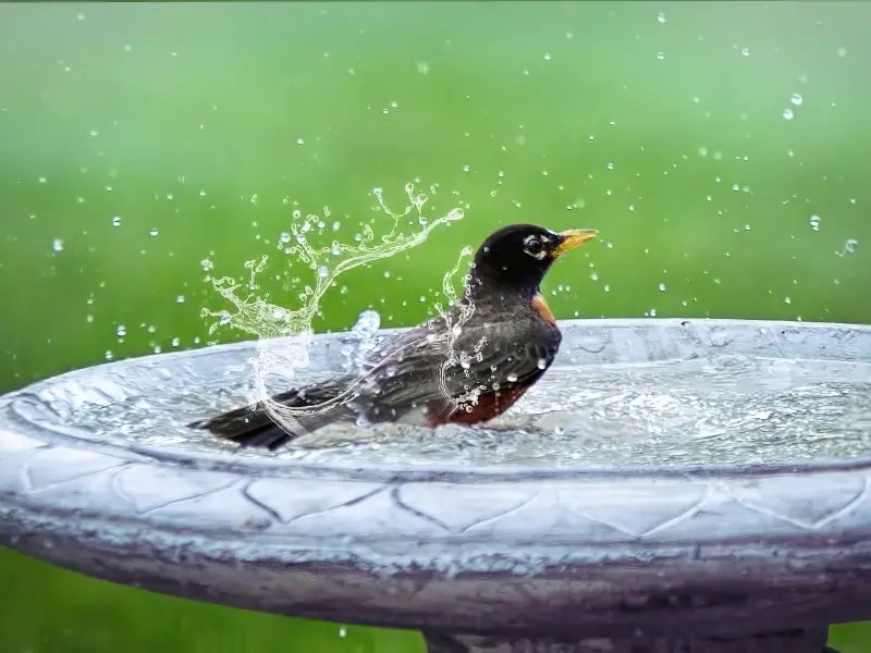 pennies in bird bath