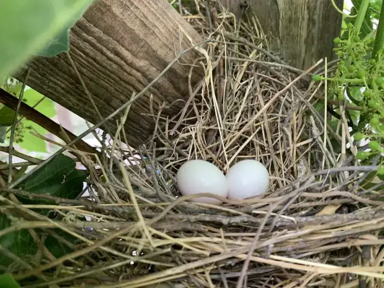 Can You Eat Pigeon Eggs Critter Clean Out Can You Eat Pigeon Eggs Critter Clean Out