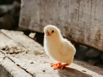 Do Baby Birds Carry Diseases Critter Clean Out