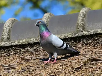 When Do Pigeons Lay Eggs All You Need To Know Critter Clean Out When Do Pigeons Lay Eggs All You Need To Know Critter Clean Out