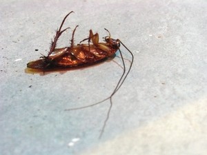 Best organic pest control products