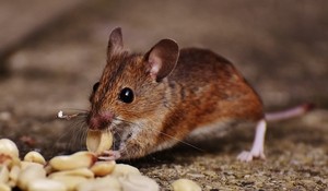 How many rats/mice are in my house?