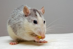 Why Do Mice Squeak? (What To Do About It + FAQ’s)