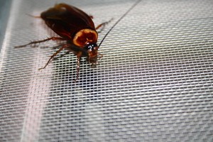 Do cockroaches survive in microwaves? -and more!