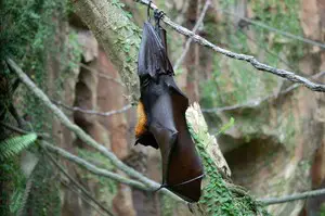 Bats are very helpful- this is how