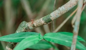 Bye-bye to your pavement ant problem