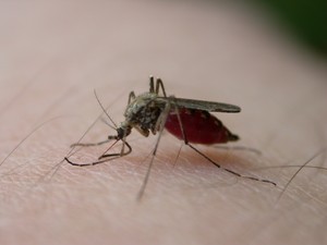 How Do Mosquitoes Find Me In The Dark? (2 Ways They Find You +FAQ’s)