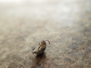 All the pest control products you’ll ever need