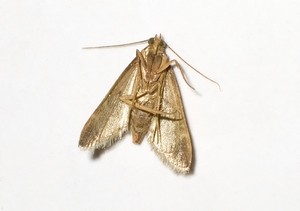 Do’s and don’ts of DIY pest control