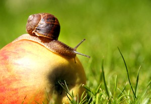Pest control in garden – natural methods: against insects