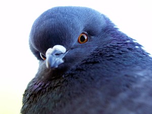 Why do pigeons bob their head and other interesting activities