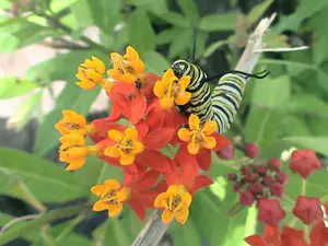 63 garden pests you shouldn’t ignore and why﻿
