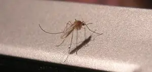 Mosquito reproduction and their need for water