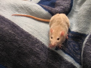 This is why rats exist and how they are beneficial