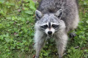 Why do raccoons wash their food?