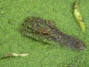 Can these 5 more Pests be kept as exotic pets?