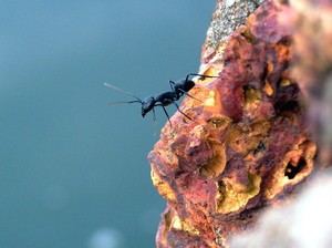 Pest control: How to get rid of ants (a product guide)