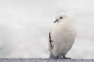 Pest control: How to get rid of pigeons (a product guide)