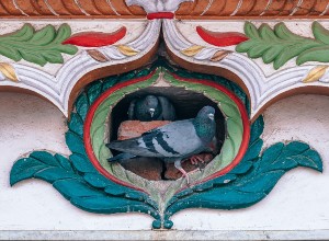 When Do Pigeons Mate? (What Happens When A Pigeon Mate Dies? + FAQ’s)