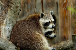 How To Tell If A Raccoon Is Pregnant (2 Ways + FAQ’s)