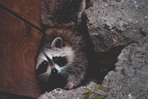 What Do Raccoons Eat? (A Lists for Wild, Urban + Pet Raccoons + FAQ’s)