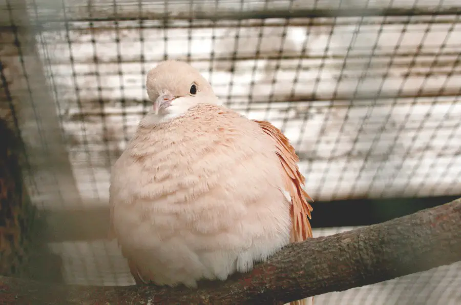 How To Make Pigeon Lay Eggs Faster Critter Clean Out