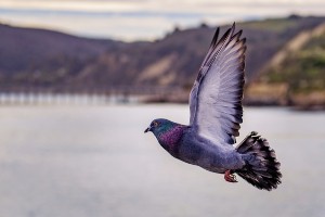 Do Pigeons Leave Their Babies? (Are They Bad Parents? + FAQ’s)