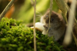 Do Mice Eat Flowers? (What Else They Eat +FAQ’s)