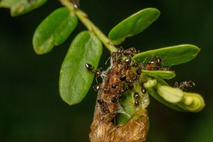 How Does Teamwork Help Ants Survive? (+10 FAQ’s)