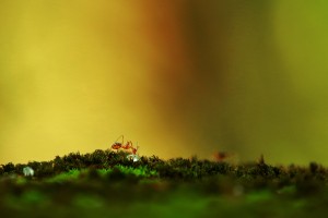 Why Do Ants Come In The House When It Rains? (1 Reason Why + FAQ’s)