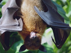 Is bat poop dangerous? How to get rid of it