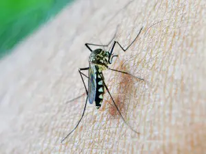 How do mosquitoes transmit disease?
