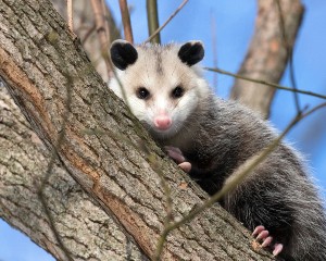 Do Possums Attack Cats? (All You Need To Know + FAQ’s)
