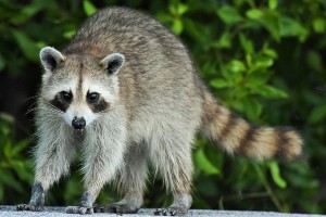 Will raccoons attack humans? Should you be worried?