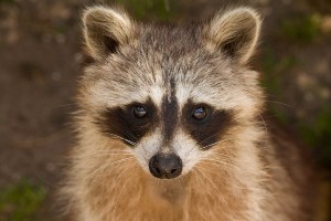 What to do if you see a raccoon in the home/yard/ wild