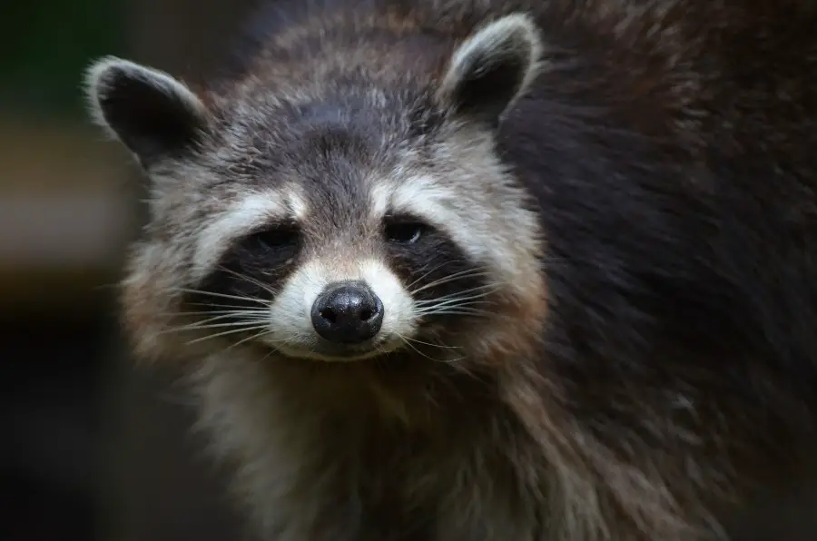 Sick raccoon symptoms, be safe and look out for these Critter clean out