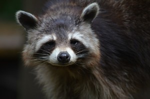 Sick raccoon symptoms, be safe and look out for these