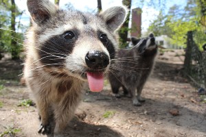 What Are Raccoons Good For? (4 Reasons Why They’re Great + FAQ’s)
