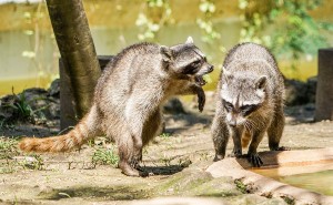 Why Do Raccoons Fight Each Other? (A Guide + FAQ’s)