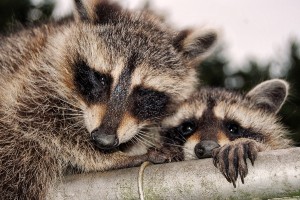 How To Tell If A Baby Raccoon Has Rabies (10 Signs +FAQ’s)