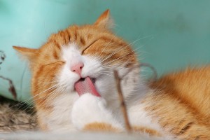 Non-toxic flea control for cats