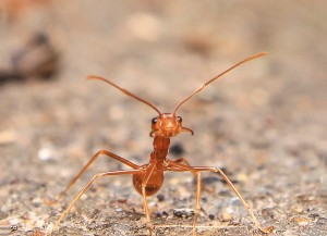 Best ant mound killer: Ortho  Orthene Fire Ant Killer