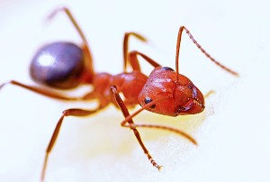 Pet safe fire ant killer: EcoSmart Organic Home Pest Control.