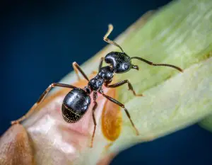 Most powerful outdoor ant killer: AMDRO Perimeter Ant Bait Granules