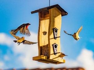 Can Birds Eat Cranberries? (Benefits, Why Birds Don’t Like Them + FAQ’s)