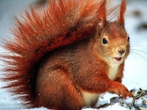 Do Squirrels Eat Banana Peels? Benefits, Dangers, and Digestion,