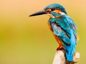 Can Birds Eat Potatoes? (Nutrients, Preparation, Servings + FAQ’s)