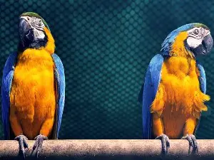 Can parrots eat honey? Do they like it?