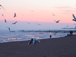 Can Birds Eat French Fries? (5 Risks + FAQ’s)